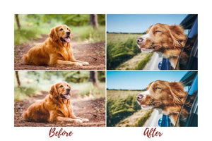 7 DESKTOP LIGHTROOM PRESETS DOG LOVERS