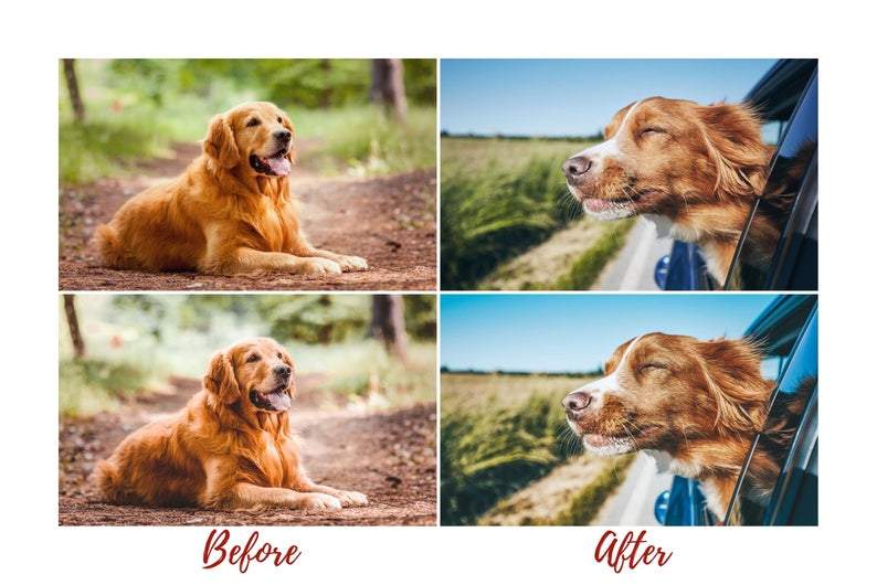 7 DESKTOP LIGHTROOM PRESETS DOG LOVERS