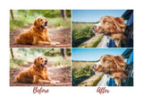 7 DESKTOP LIGHTROOM PRESETS DOG LOVERS