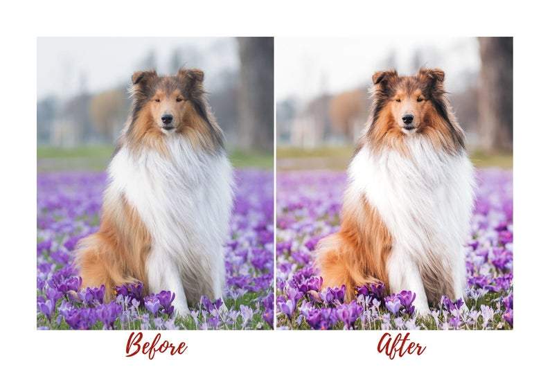 7 DESKTOP LIGHTROOM PRESETS DOG LOVERS