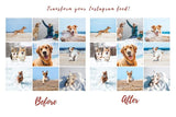 7 DESKTOP LIGHTROOM PRESETS DOG LOVERS
