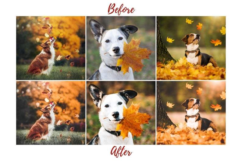 7 DESKTOP LIGHTROOM PRESETS DOG LOVERS