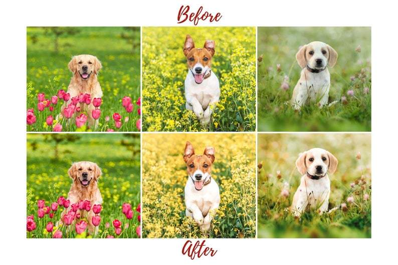 7 DESKTOP LIGHTROOM PRESETS DOG LOVERS