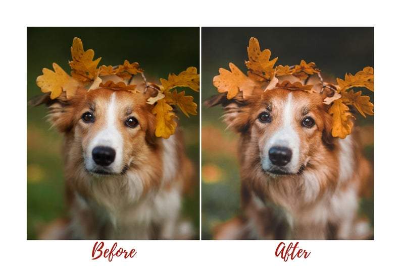 7 DESKTOP LIGHTROOM PRESETS DOG LOVERS