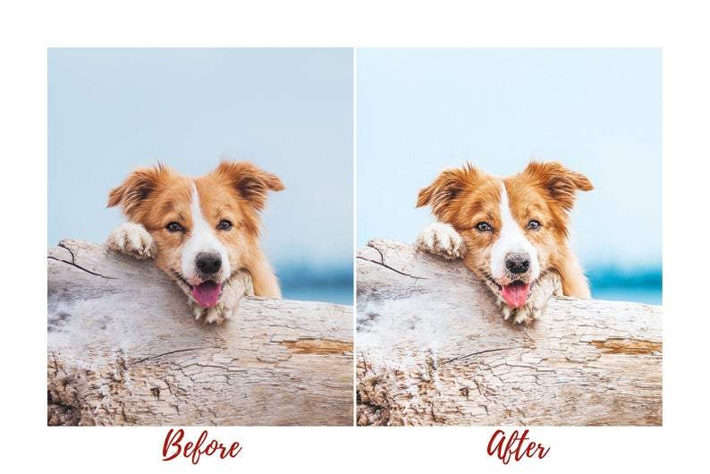 7 DESKTOP LIGHTROOM PRESETS DOG LOVERS