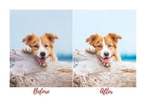 7 DESKTOP LIGHTROOM PRESETS DOG LOVERS