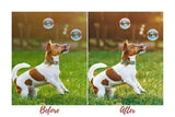 7 DESKTOP LIGHTROOM PRESETS DOG LOVERS